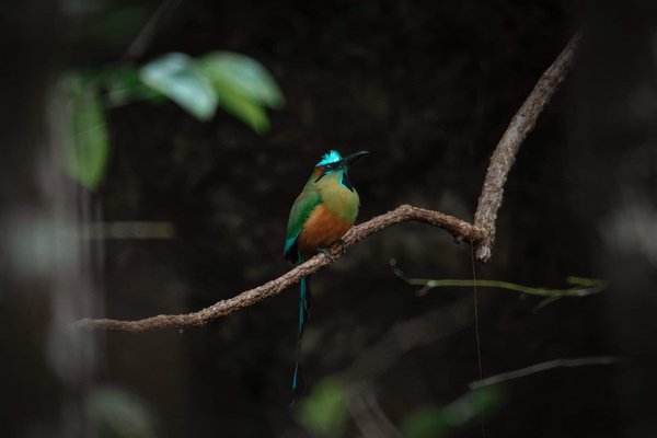 Is it Possible to Add Adaptive Cruise Control to an Older Lexus LS Model?