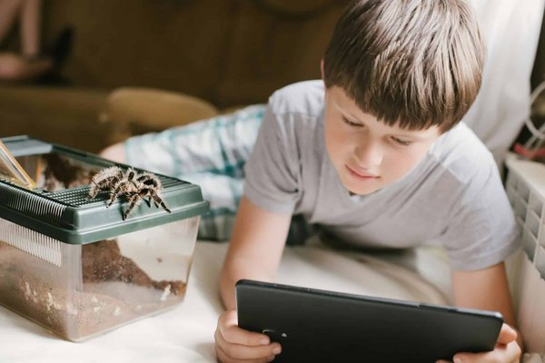 How to Care for a Pet Tarantula in a Cold Climate?